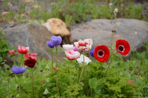 Frühling in Galiläa